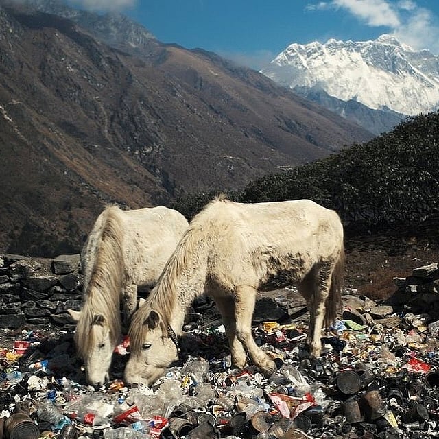 Horses grazing through trash in the shadow of Mt Everest 